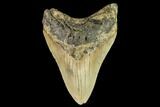 Fossil Megalodon Tooth - North Carolina #109716-1